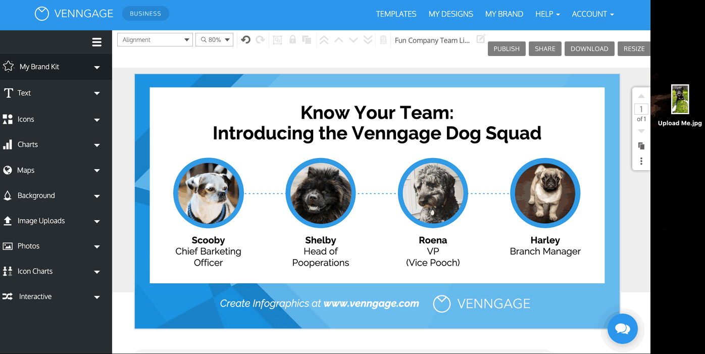 A design in the Venngage Editor is open, showing a slide titled 'Know Your Team: Introducing the Venngage Dog Squad'. Four images of dogs are visible on the canvas. From the right hand side of the screen, a user clicks on an image of a black dog dog with a stick in its mouth, with the file name 'Upload Me.jpg'. The user then drags the thumbnail of the image onto the canvas. The 'Image Uploads' gallery automatically opens when the photo appears on the design canvas, and a thumbnail of the photo now appears in the Image Uploads gallery.